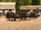 Cavalos_na_Puszta